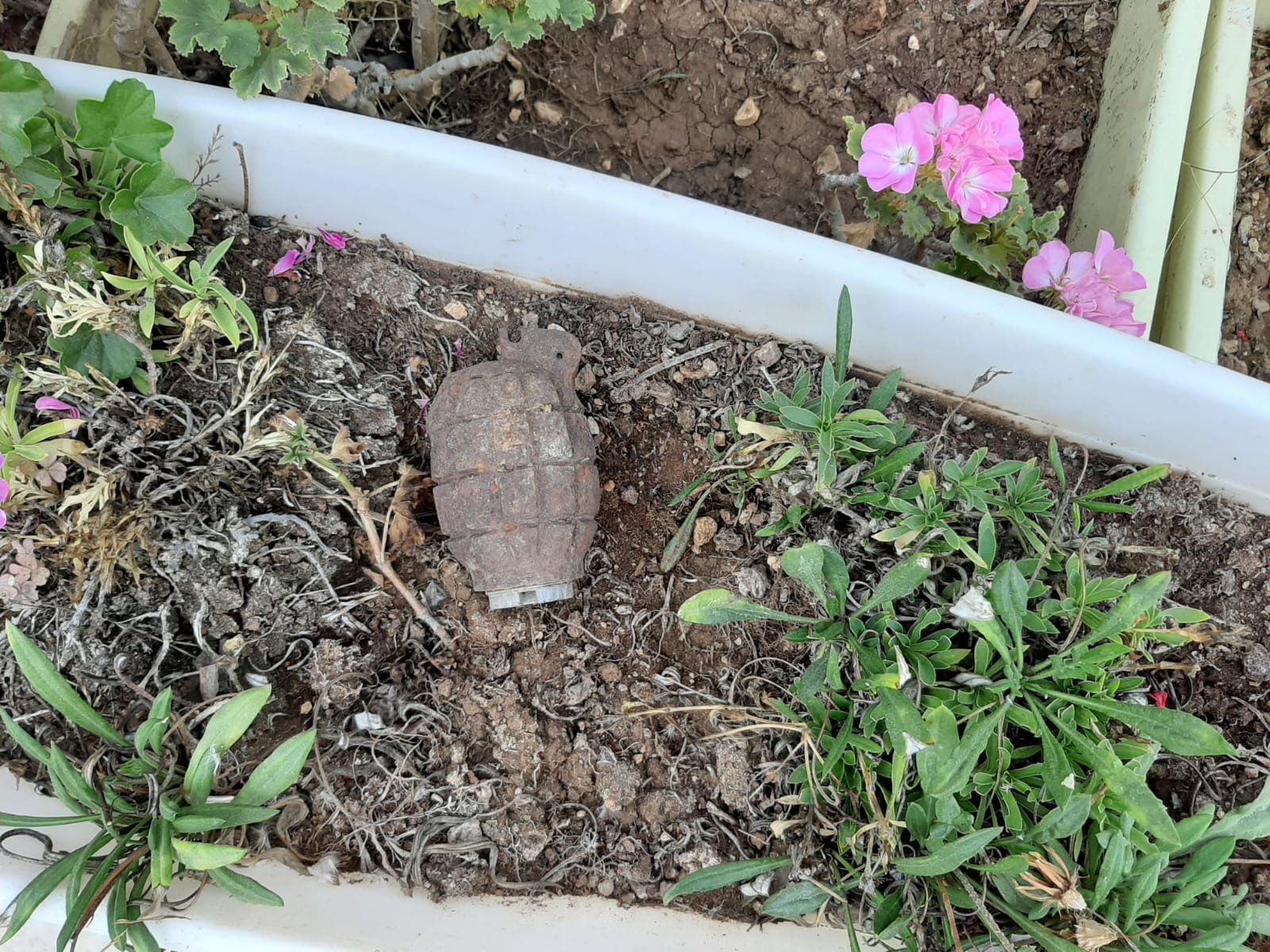 רימון יד מנדטורי נמצא באלון שבות