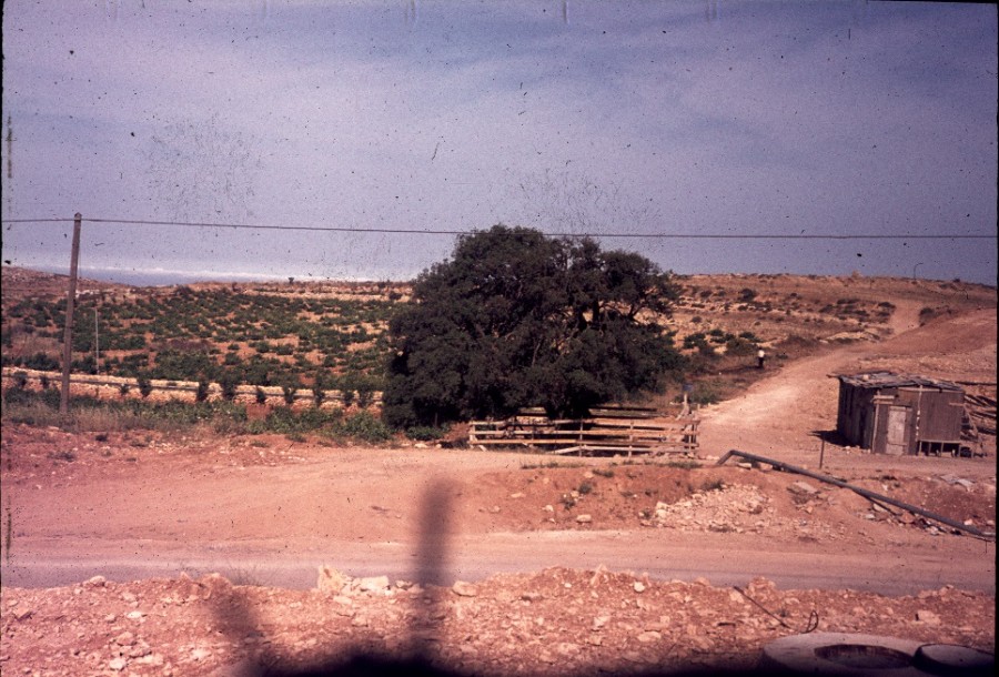 האלון הבודד בבדידותו - תחילת שנות השבעים