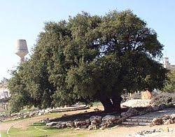 תמונות 'האלון הבודד' לאורך השנים