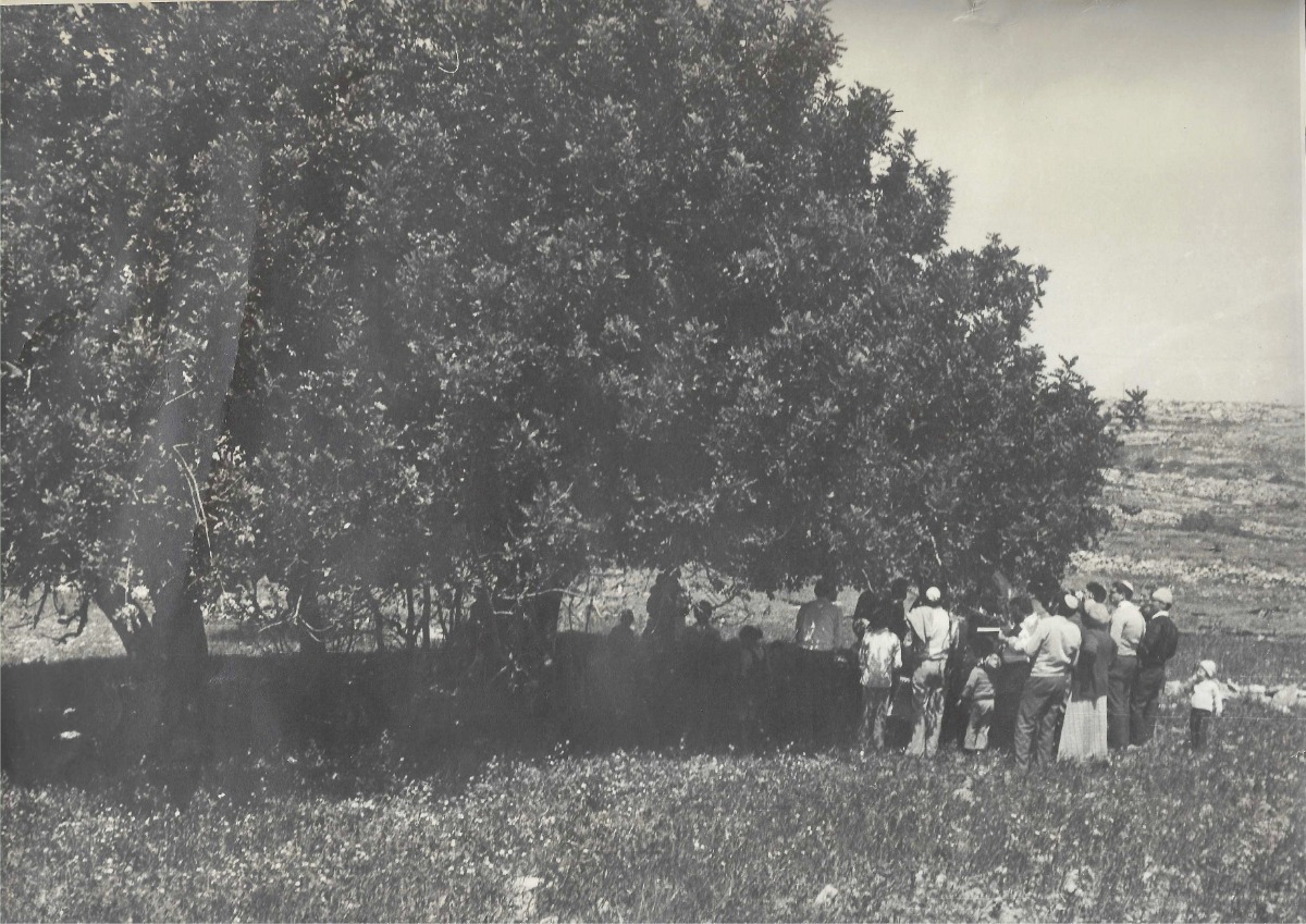 תחת עץ החרוב הגדול מדרום לאלון שבות בטיול סיום סדר זרעים