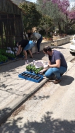 חלוקת עציץ תבלין לכל תושבי אלון שבות