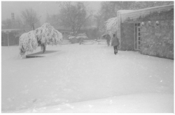 תמונות שלג שצילם יהודה והב