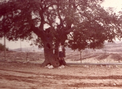 תמונות 'האלון הבודד' לאורך השנים